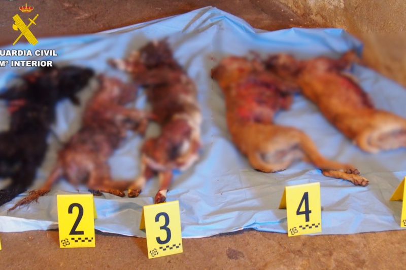 Desmantelada una falsa protectora por abandono y maltrato animal