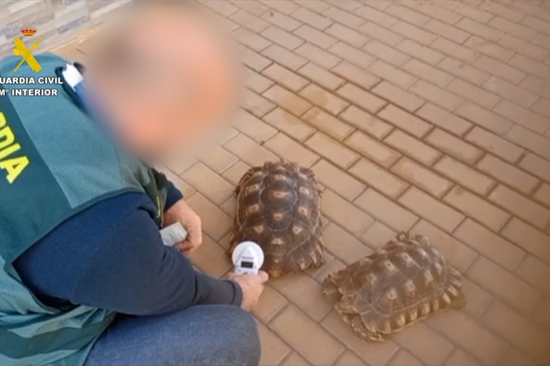 Intervenidas 17 especies protegidas que se comercializaban ilegalmente a través de internet en Málaga