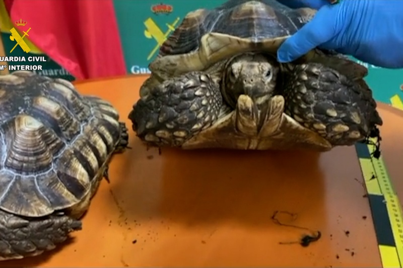 Intervenidas 17 especies protegidas que se comercializaban ilegalmente a través de internet en Málaga