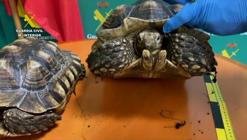 Intervenidas 17 especies protegidas que se comercializaban ilegalmente a través de internet en Málaga