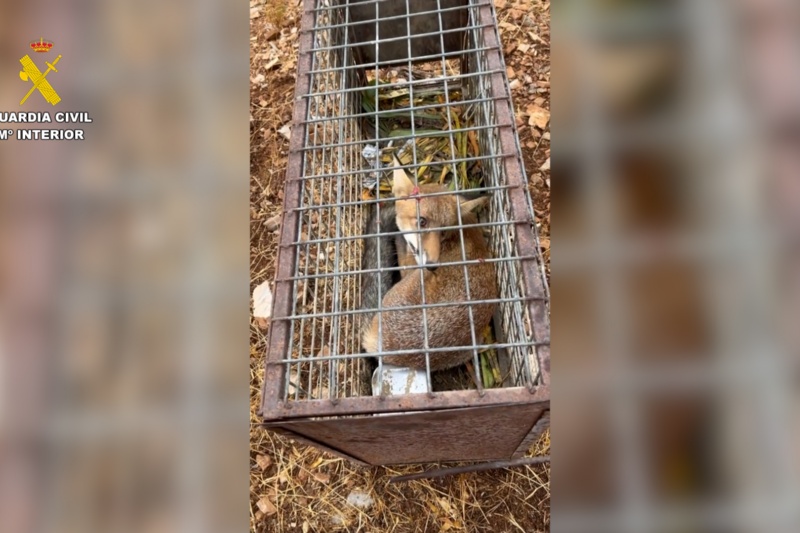 Intervenidas 17 especies protegidas que se comercializaban ilegalmente a través de internet en Málaga