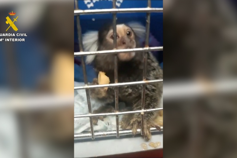 Intervenidas 17 especies protegidas que se comercializaban ilegalmente a través de internet en Málaga